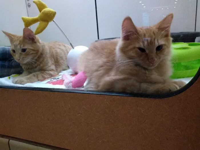 Hillcrest Animal Hospital 7
