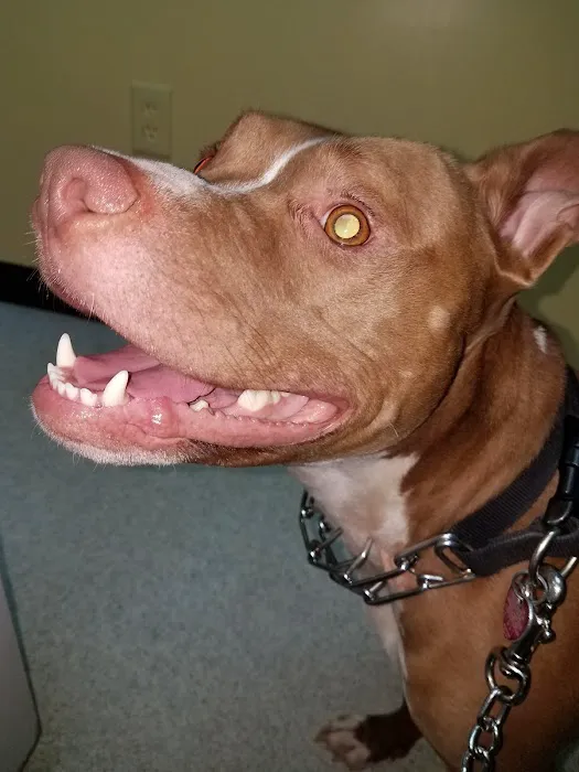 Companion Animal Hospital 12