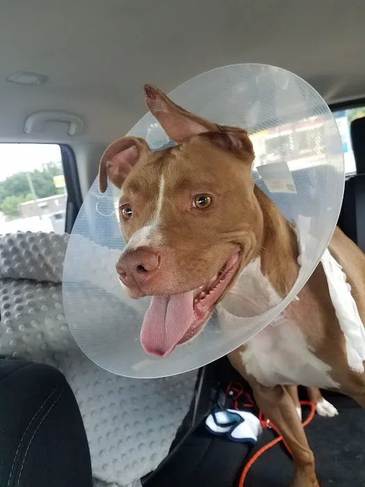 Companion Animal Hospital 12