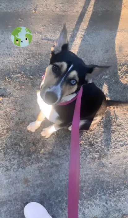 Companion Animal Hospital 12