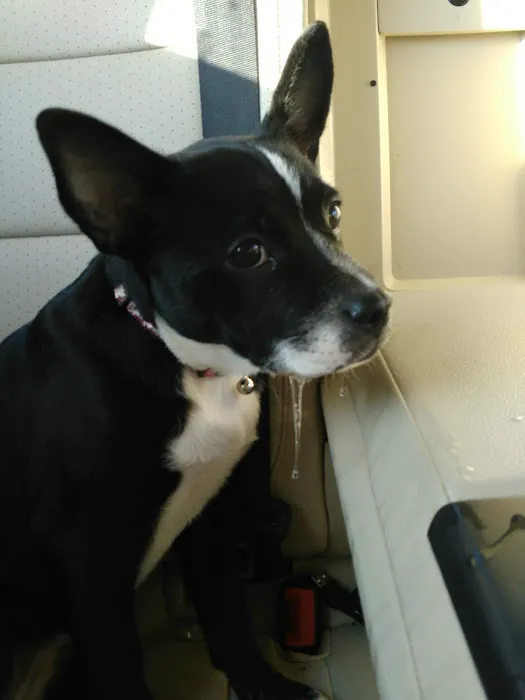 Companion Animal Hospital 12