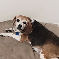 Galilee Veterinary Hospital ico