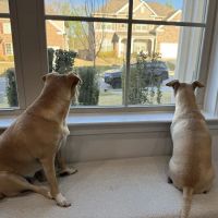 Banfield Pet Hospital ico