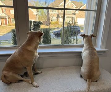 Banfield Pet Hospital