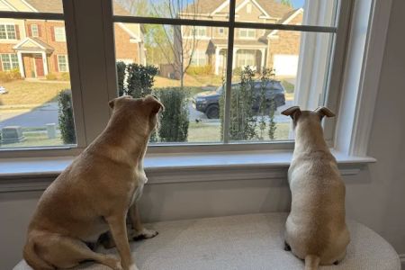Banfield Pet Hospital