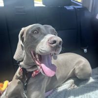 Flowery Branch Pet Wellness Center ico