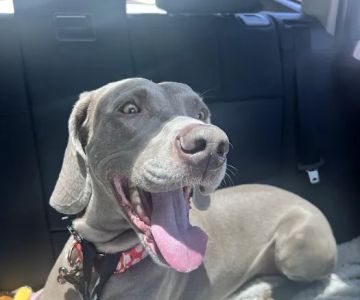 Flowery Branch Pet Wellness Center