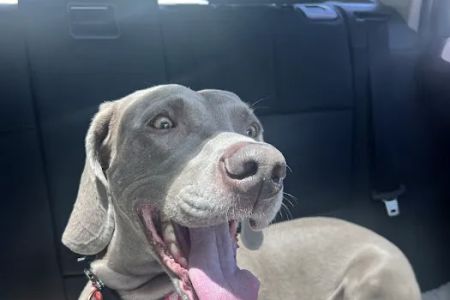 Flowery Branch Pet Wellness Center