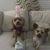 Flowery Branch Animal Hospital ico