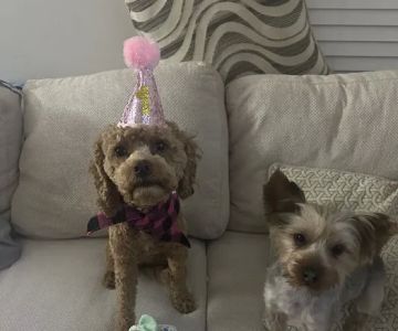 Flowery Branch Animal Hospital