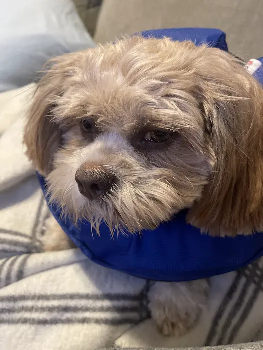 Flowery Branch Animal Hospital 6