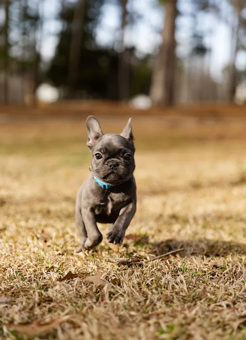 Flowery Branch Animal Hospital 5