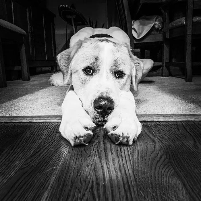 Chestnut Mountain Animal Hospital 12