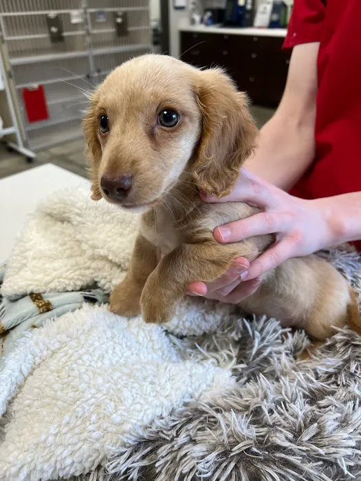 Chestnut Mountain Animal Hospital 12