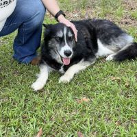 Chestnut Mountain Animal Hospital ico