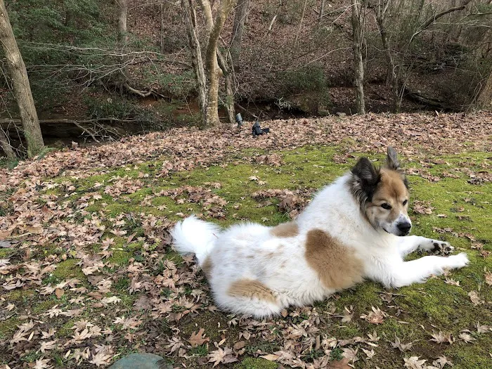Chestnut Mountain Animal Hospital 12