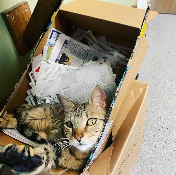 Cornerstone Animal Hospital 12