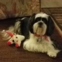 Clarkesville Veterinary Hospital ico