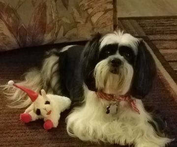 Clarkesville Veterinary Hospital