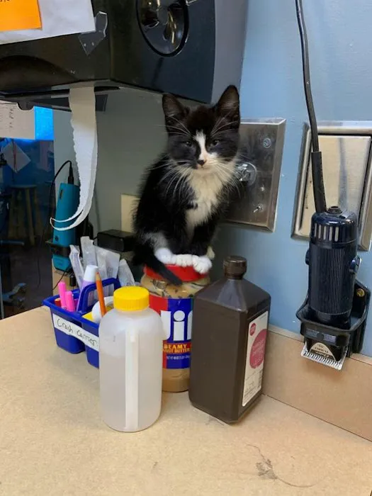 Northeast Veterinary Hospital 12