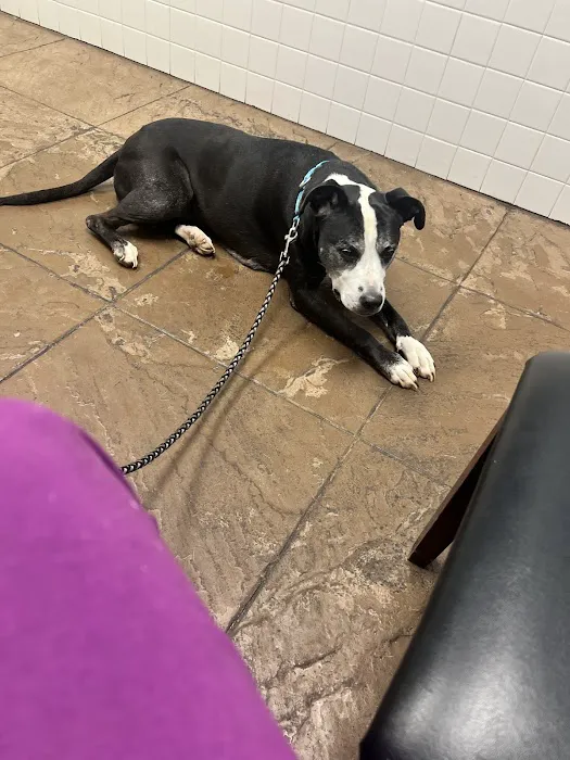 Northeast Veterinary Hospital 12
