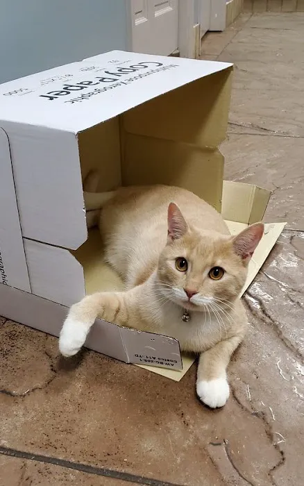 Northeast Veterinary Hospital 12