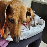 Mill Creek Veterinary Hospital ico
