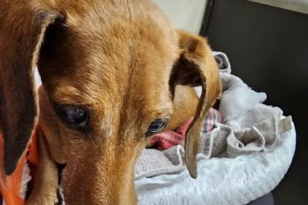 Mill Creek Veterinary Hospital