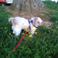 Calhoun Pet Care ico