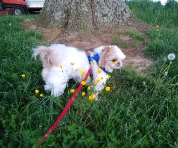 Calhoun Pet Care