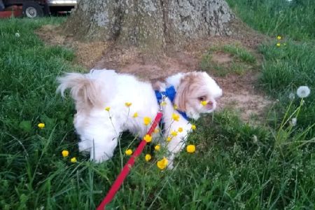Calhoun Pet Care