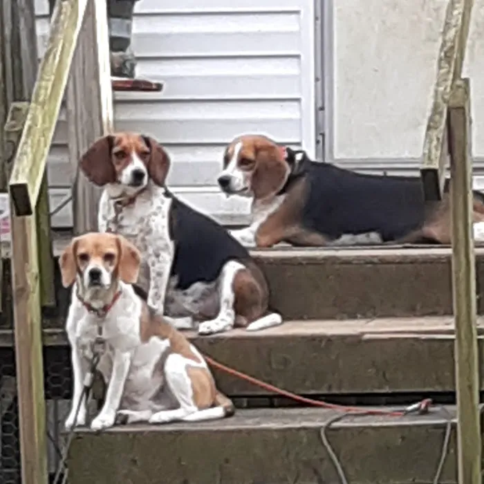 Calhoun Pet Care 9