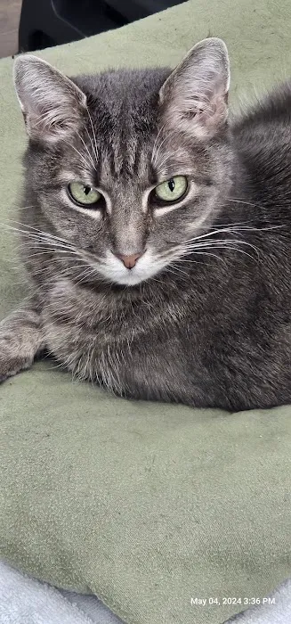 Calhoun Pet Care 7