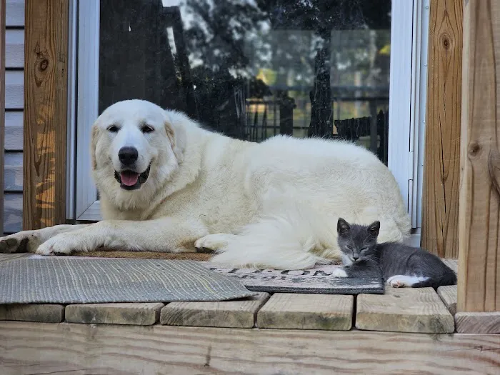 Best Friends Animal Hospital DVM 12