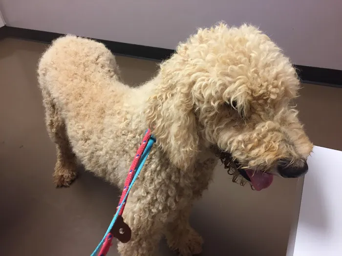 Best Friends Animal Hospital DVM 12