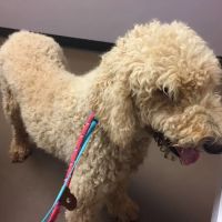 Best Friends Animal Hospital DVM ico