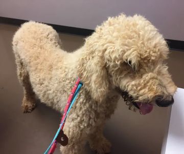 Best Friends Animal Hospital DVM