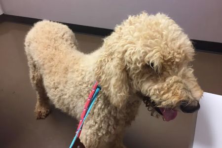 Best Friends Animal Hospital DVM