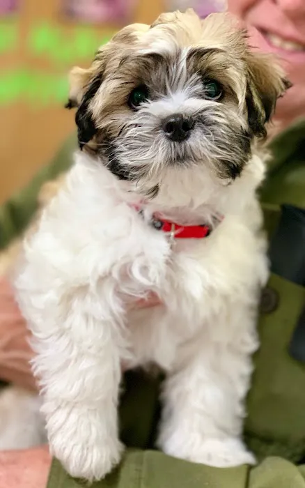 Adairsville Animal Hospital 4