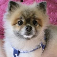 Whatley- Kinney Veterinary Clinic ico