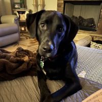 Ellijay Animal Hospital ico