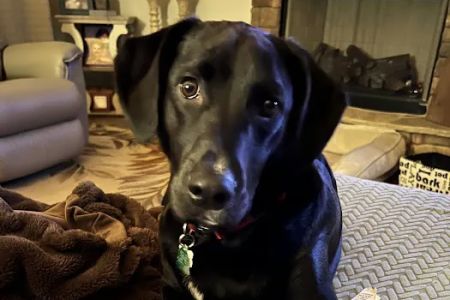 Ellijay Animal Hospital