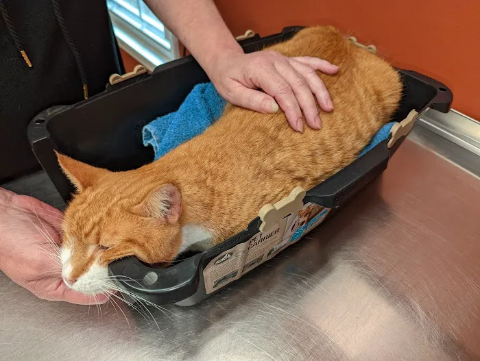 Ellijay Animal Hospital 12