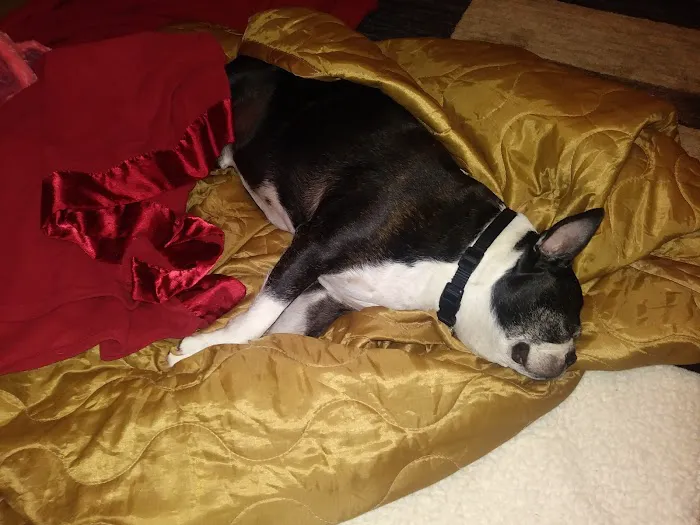 Ellijay Animal Hospital 12