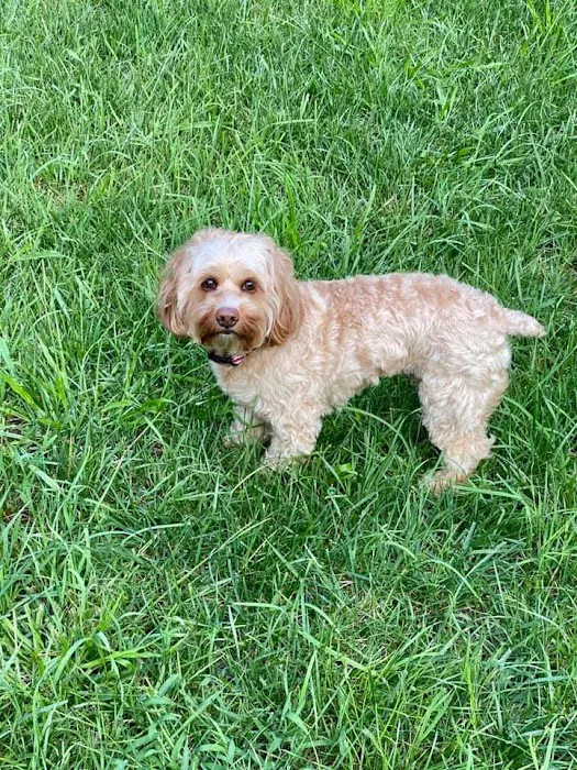Ellijay Animal Hospital 12