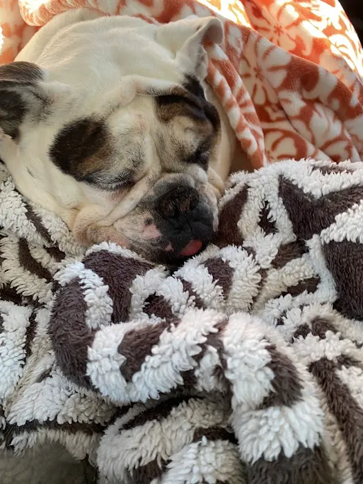 Ellijay Animal Hospital 12