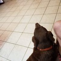 Ellijay Animal Hospital: Redman Jeff DVM ico