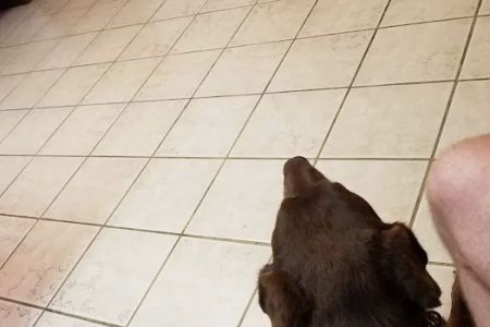 Ellijay Animal Hospital: Redman Jeff DVM