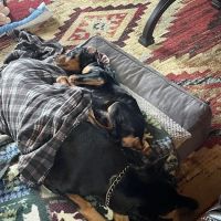 Wayside Animal Hospital @ Ellijay ico
