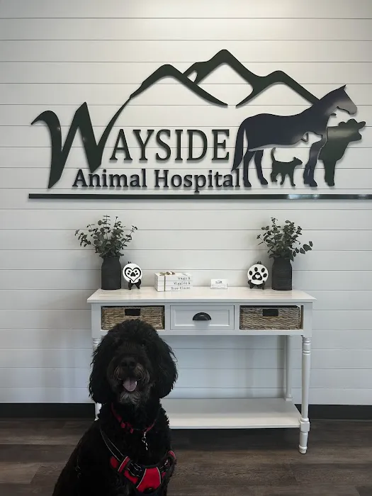 Wayside Animal Hospital @ Ellijay 2